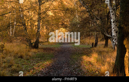 Un sentiero attraverso il bosco a Wimbledon Common a Londra, mostrando golden colori autunnali. Foto Stock