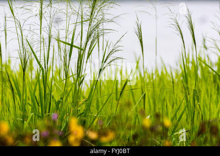 Fiori ed erba verde in un bel paesaggio. Foto Stock
