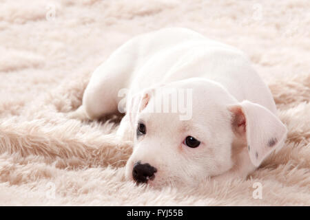 Puppie prende un po' di sonno Foto Stock