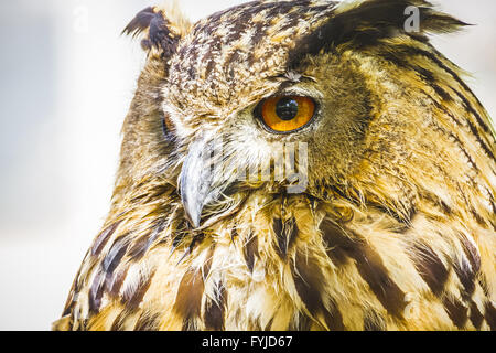 Raptor, bella owl con occhi intensi e uno splendido piumaggio Foto Stock