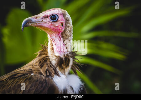 Vulture scavenger di dettaglio testa con grande becco e sguardo intenso Foto Stock