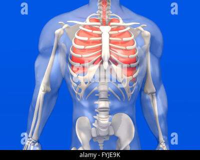 Anatomia umana visualization - i polmoni in un semi-corpo trasparente Foto Stock