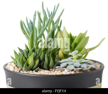 Impianto coperto Giardino con piante succulente, in una pentola con pietre isolato su bianco. Foto Stock