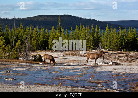 WYOMING - Elk a piedi attraverso le sorgenti calde di West Thumb Geyser Basin situato sulle sponde del Lago Yellowstone. Foto Stock