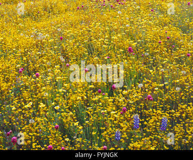 Stati Uniti, California, Costiera, lussureggiante fioritura di primavera di goldfields, lupino Douglas, viola il gufo di trifoglio e ordinate suggerimenti presso Shell Creek. Foto Stock