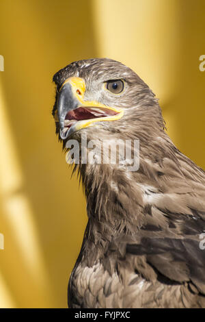 Golden Eagle, dettaglio della testa con grandi occhi, becco appuntito Foto Stock