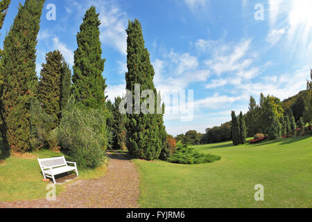 White panca in legno in corrispondenza del bordo di cipressi Foto Stock