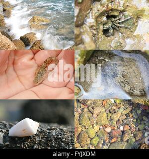 Concetto di ecologia - pesci piccoli in mani, shell sulla riva, granchio nel foro di roccia e surf Foto Stock