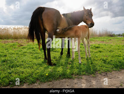 Un lattante puledro con la madre. Foto Stock