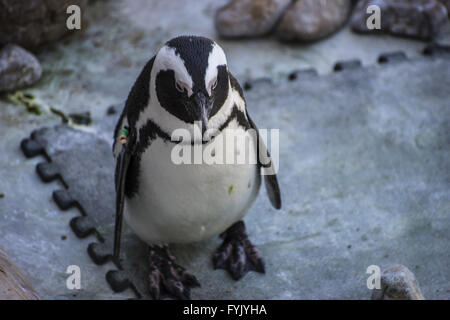 Bella e divertente penguin Sun in un peer group Foto Stock