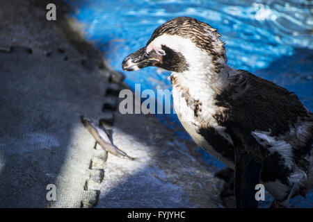 Polar, bella e divertente penguin Sun in un peer group Foto Stock