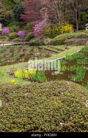 Giardino Yakushiike è chiamato dopo la sua centrale di stagno, Yakushi-ike. Lo stagno circondato da giardino di prugna e ciliegia alberi Foto Stock