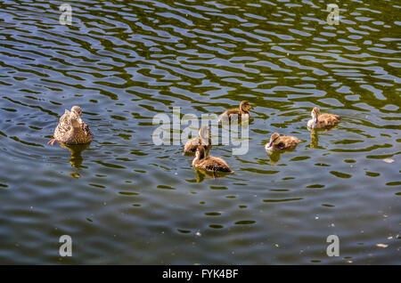 Anatra con anatroccoli nuotare nello stagno Foto Stock