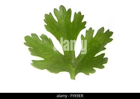 Foglie di coriandolo, Coriandrum sativum Foto Stock