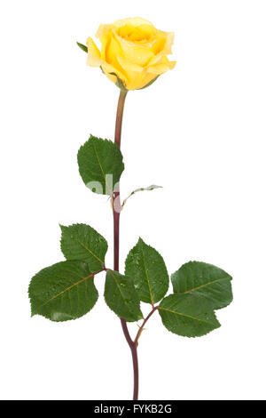 Rosa con gocce di rugiada Foto Stock