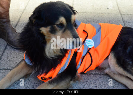 Bristol, Regno Unito. Xxvii Aprile, 2016. Giorno 2. Rug il cane da laghetti, supporta i medici in formazione sciopero in Bristol fuori lato del Bristol Royal Infirmary. ROBERT TIMONEY/AlamyLiveNews Foto Stock