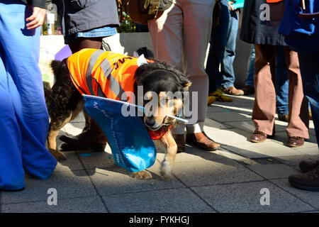 Bristol, Regno Unito. Xxvii Aprile, 2016. Giorno 2. Rug il cane da laghetti, supporta i medici in formazione sciopero in Bristol fuori lato del Bristol Royal Infirmary. ROBERT TIMONEY/AlamyLiveNews Foto Stock