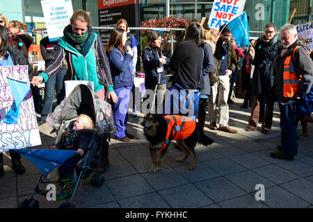 Bristol, Regno Unito. Xxvii Aprile, 2016. Giorno 2. Rug il cane da laghetti, supporta i medici in formazione sciopero in Bristol fuori lato del Bristol Royal Infirmary. ROBERT TIMONEY/AlamyLiveNews Foto Stock