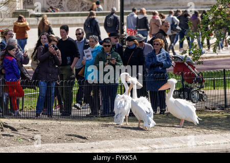 Persone che guardano i pellicani a St. James's Park a Londra, Inghilterra Regno Unito Foto Stock