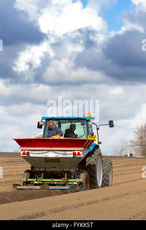 Banca Hesketh, Lancashire, Regno Unito. Il 27 aprile 2016. Meteo REGNO UNITO: gli agricoltori nell'insalatiera di Lancashire sono trattenuti nella produzione di colture di insalata a causa della continua il freddo che limita la crescita. La zona è un grande datore di lavoro degli immigrati stranieri operai & i cittadini dell UE che sono limitati a orari di lavoro più brevi che sta avendo un battito su effetto per l'economia locale. Gli agricoltori continuano a piantare sotto il vello di protezione dalla navigazione satellitare. Credito: Cernan Elias/Alamy Live News Foto Stock