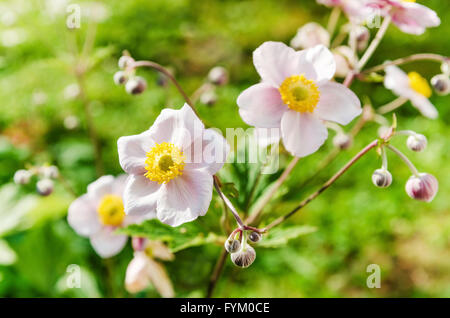 Anemone japonica fiori, illuminate dalla luce del sole in giardino. Foto Stock