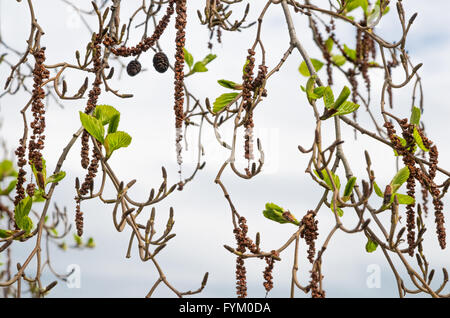 Alder rami con boccioli e foglie su un sfondo cielo. Tema della molla Foto Stock