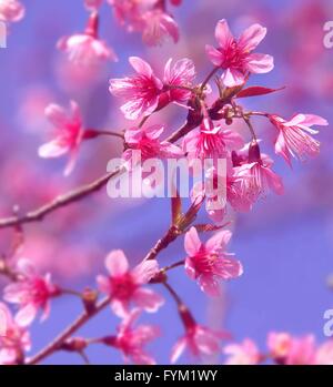 Rami di rosa selvatica himalayana fiori di ciliegio a Chiang Mai, Thailandia Foto Stock