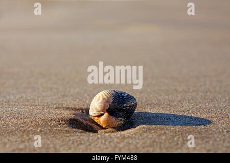 Close-up di un guscio su di una spiaggia di sabbia Foto Stock