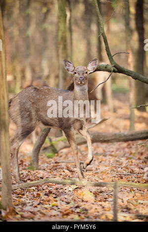 Cervi nella foresta di autunno Foto Stock