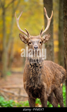 Cervi nella foresta di autunno Foto Stock