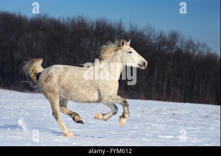 Corse di cavalli galoppo sul campo invernale Foto Stock