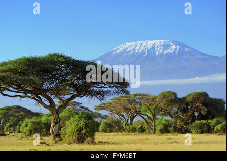 La neve sulla sommità del Monte Kilimanjaro in Amboseli Foto Stock
