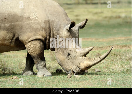 African White Rhino, Lake Nakuru, Kenya Foto Stock