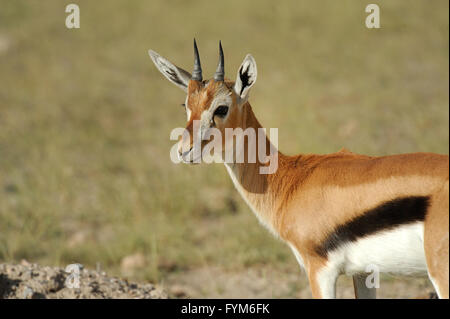 Thomson gazzella sulla savana in Africa Foto Stock