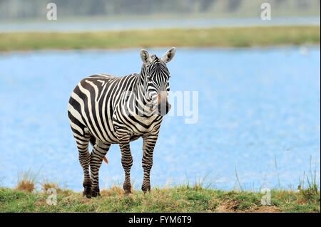 Zebra nel lago del Parco Nazionale. Africa Kenya Foto Stock