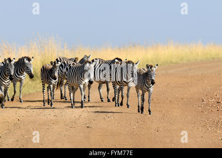 Zebra su pascoli in Africa, il parco nazionale del Kenya Foto Stock