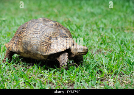 African spronato tartaruga (Geochelone sulcata) in erba Foto Stock