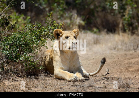 Close-up lion nel parco nazionale del Kenya, Africa Foto Stock