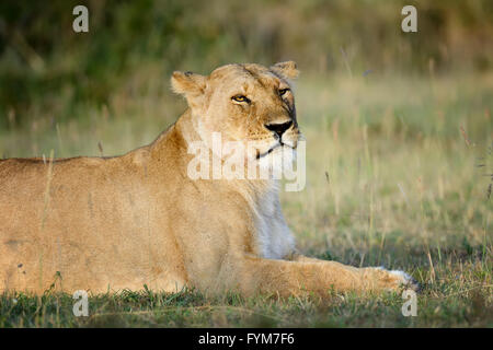 Close-up lion nel parco nazionale del Kenya, Africa Foto Stock