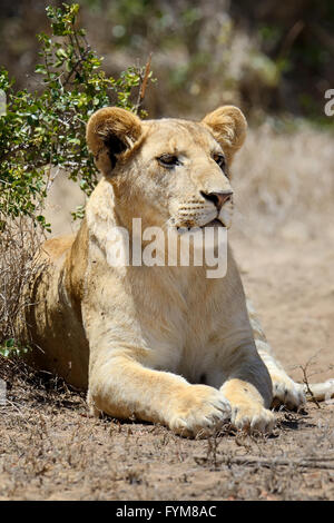 Close-up lion nel parco nazionale del Kenya, Africa Foto Stock