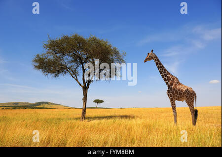 Bellissimo paesaggio con albero e giraffe in Africa Foto Stock