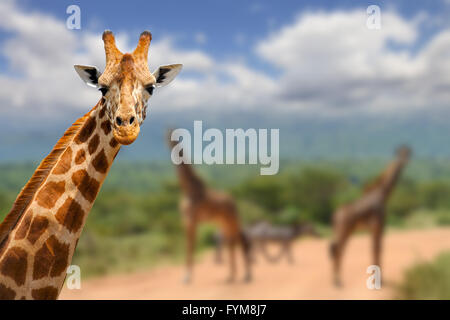 La giraffa su Savannah in Africa, il parco nazionale del Kenya Foto Stock