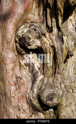 Nodose vecchio tronco di albero Foto Stock