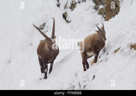 Stambecco delle Alpi (Capra ibex), il corteggiamento maschio femmina durante rut, Gran Paradiso Nationalpark, Italia Foto Stock