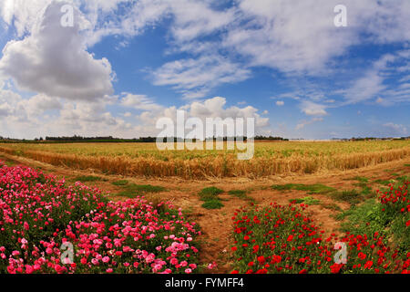 I campi di renoncules Ranunculus asiaticus Foto Stock