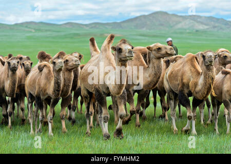 Allevamento di cammelli Bactrian (Camelus bactrianus) roaming nella steppa Mongola, Mongolia Foto Stock