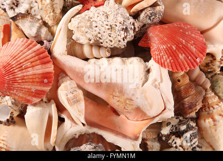 Varietà di conchiglie sfondo astratto Foto Stock