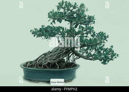 Albero di bonsai di Ficus retusa tree, India Foto Stock