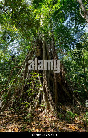 Struttura massiccia è appoggiato da radici entro Tangkoko National Park in Nord Sulawesi, Indonesia. Questo parco è la casa di macaq nero Foto Stock