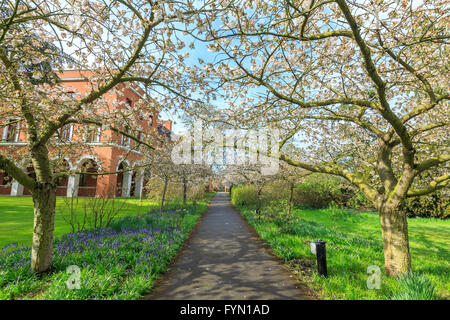 Bellissimi posti attorno alla famosa Selwyn College di Cambridge University, Regno Unito Foto Stock